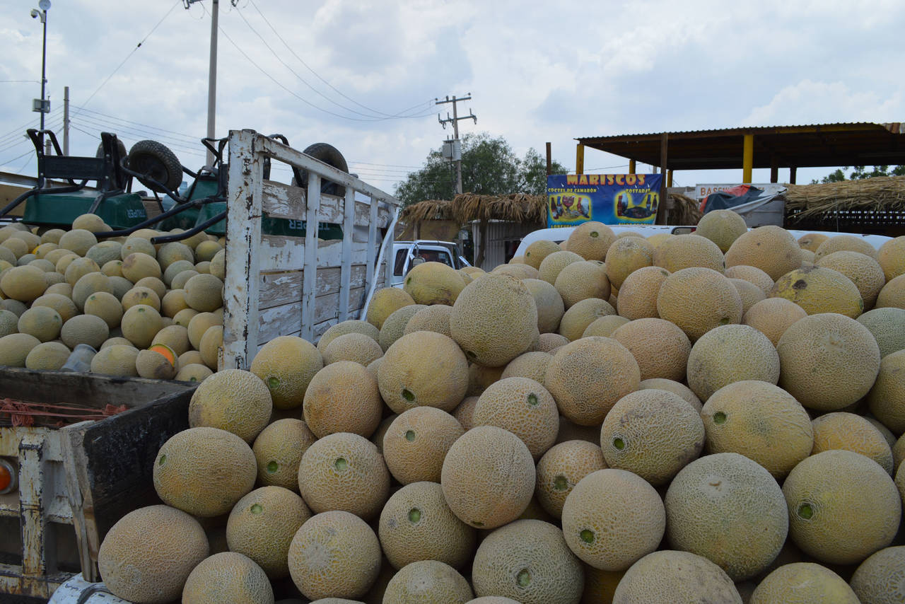 Apoyo. Se mantiene el apoyo a los productores de melón y sandía del municipio de Tlahualilo.