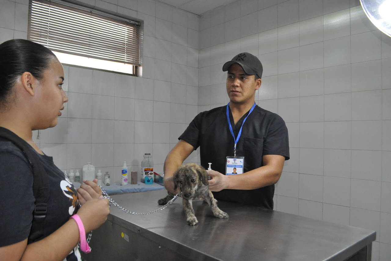 Día del Perro. Las autoridades llaman a ser dueños responsables, en cuanto a aplicar las vacunas y esterilizar a las mascotas. (FABIOLA P. CANEDO) 