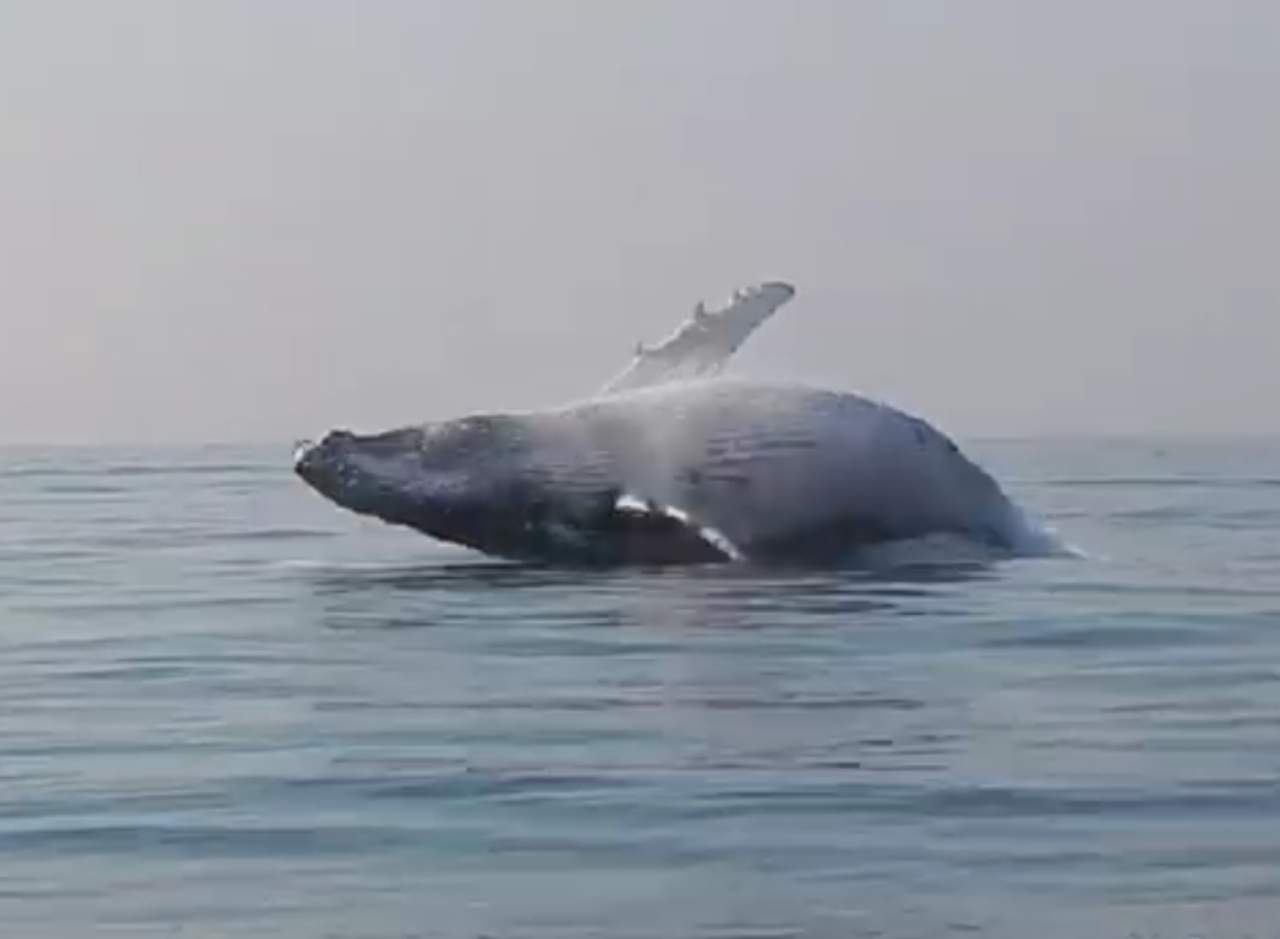 La ballena que salta como delfín resulta encantadora