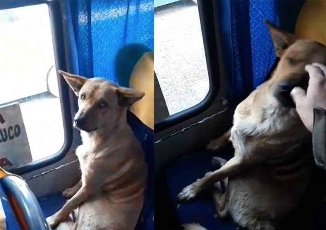 VIRAL: Un perro sube a un autobús y se vuelve sensación