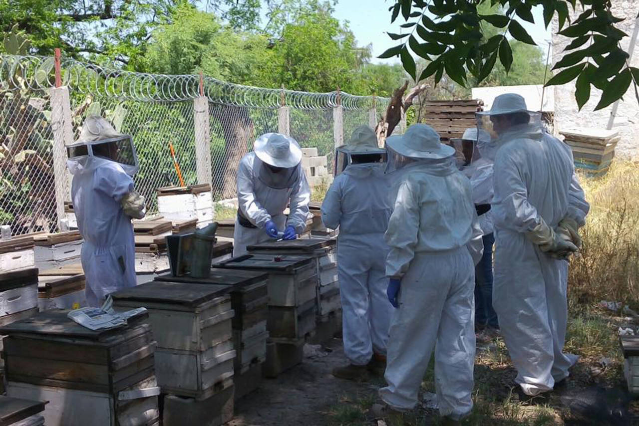 Entregan 480 abejas reina a apicultores