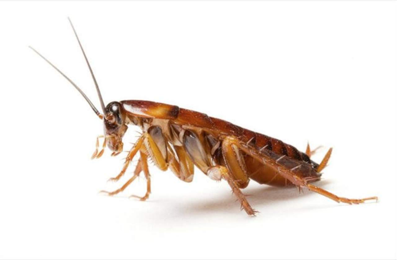 Proliferación de cucarachas, un grave riesgo para la salud