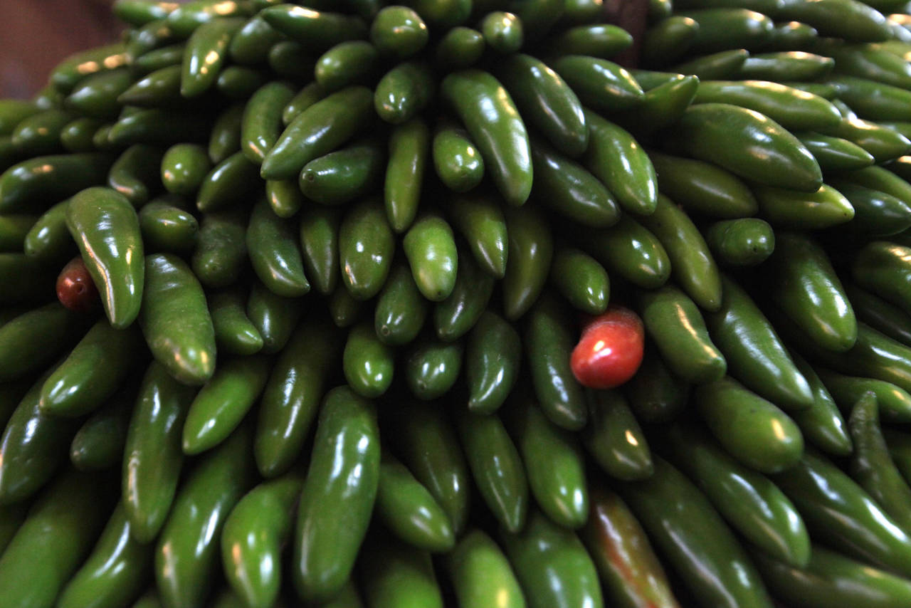 Local. En La Laguna los meses de mayor producción de jalapeño son de septiembre a diciembre. (EL SIGLO DE TORREÓN)