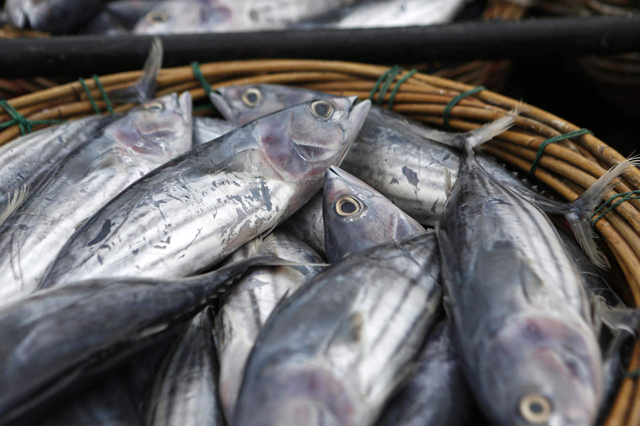 Si las embarazadas comen más pescado o toman suplemento de aceite de pescado se podría reducir el riesgo de partos prematuros. (ARCHIVO)