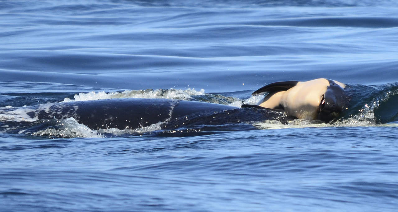 La cría murió el 24 de julio y la imagen de la orca empujando el cadáver ha conmovido a personas de todo el mundo. (ARCHIVO)