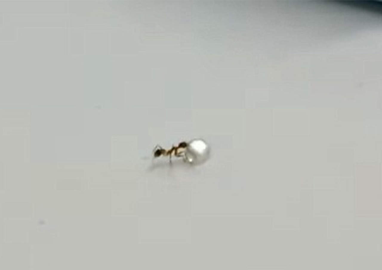 VIRAL: Captan a hormiga 'robando' costoso diamante 