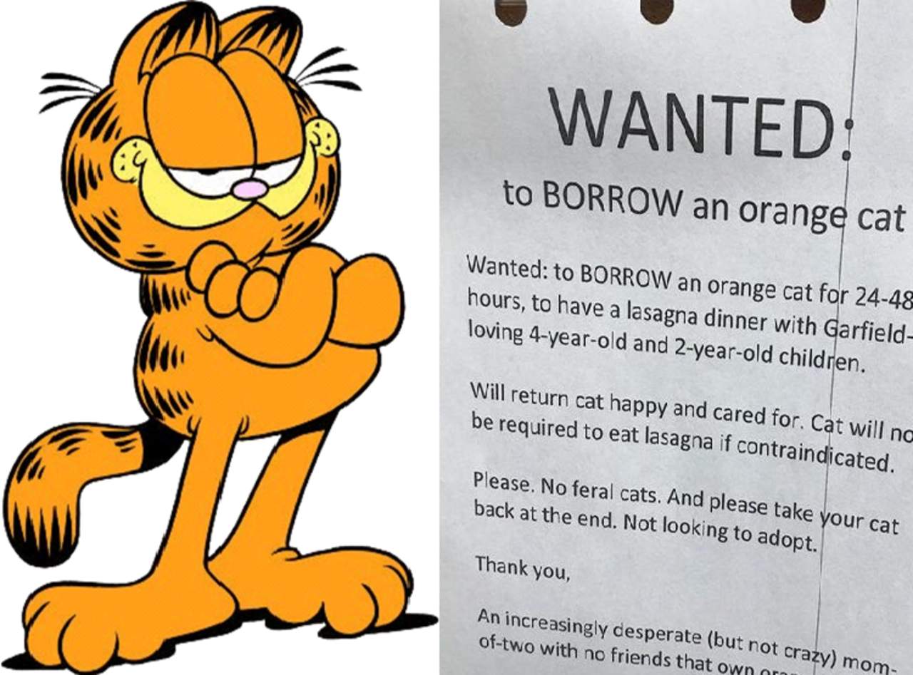 Querían prestado un gato naranja para una fiesta temática de Garfield. (INTERNET)
