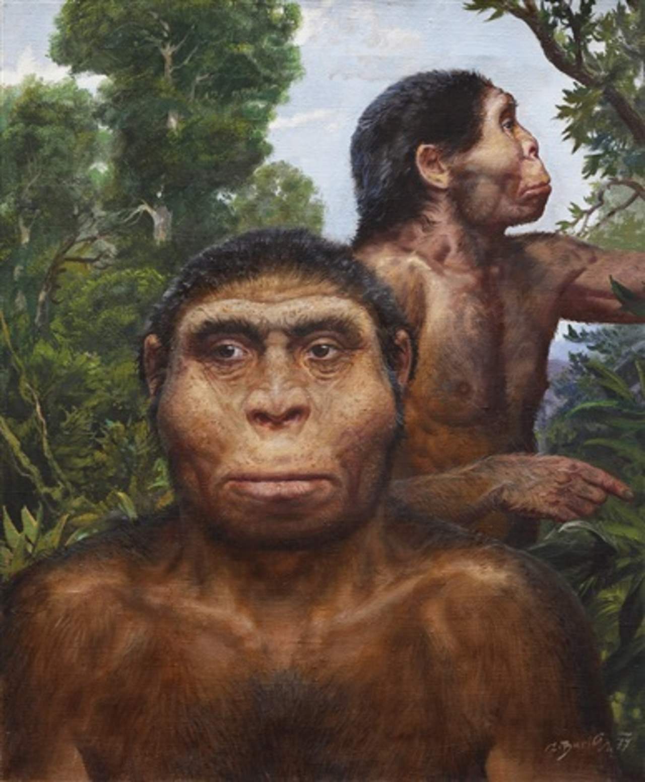 Pereza ayudó a la extinción del Homo erectus, según estudio