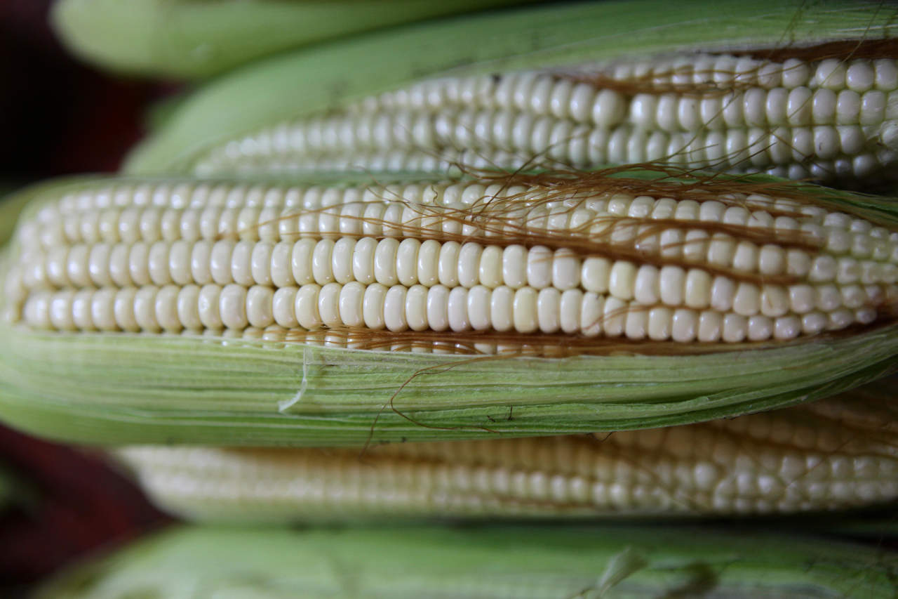 El maíz de la Sierra Mixe, nativo de México, puede fijar el nitrógeno de la atmósfera y así reducir el uso de fertilizantes químicos en la agricultura. (EFE)