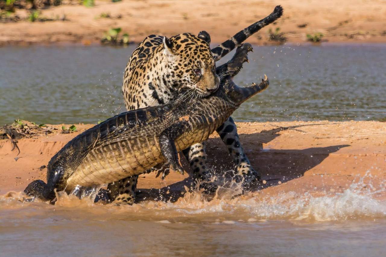 VIRAL: La impresionante batalla entre un jaguar y un caimán