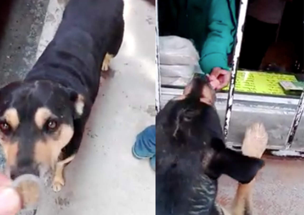 VIRAL: El video de perro 'comprando' comida se vuelve popular