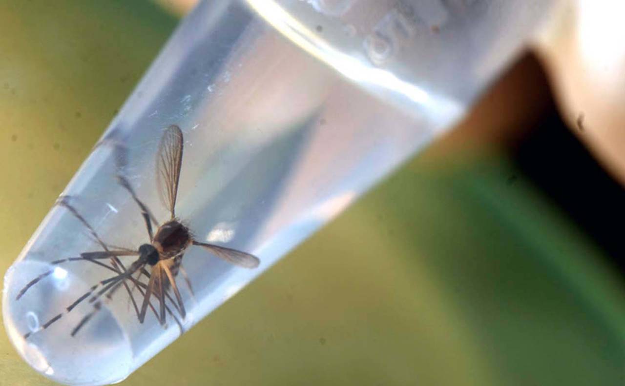 Prevención. Luego de las lluvias, advierten la necesidad de tomar medidas para evitar la proliferación de mosquitos. (ARCHIVO) 