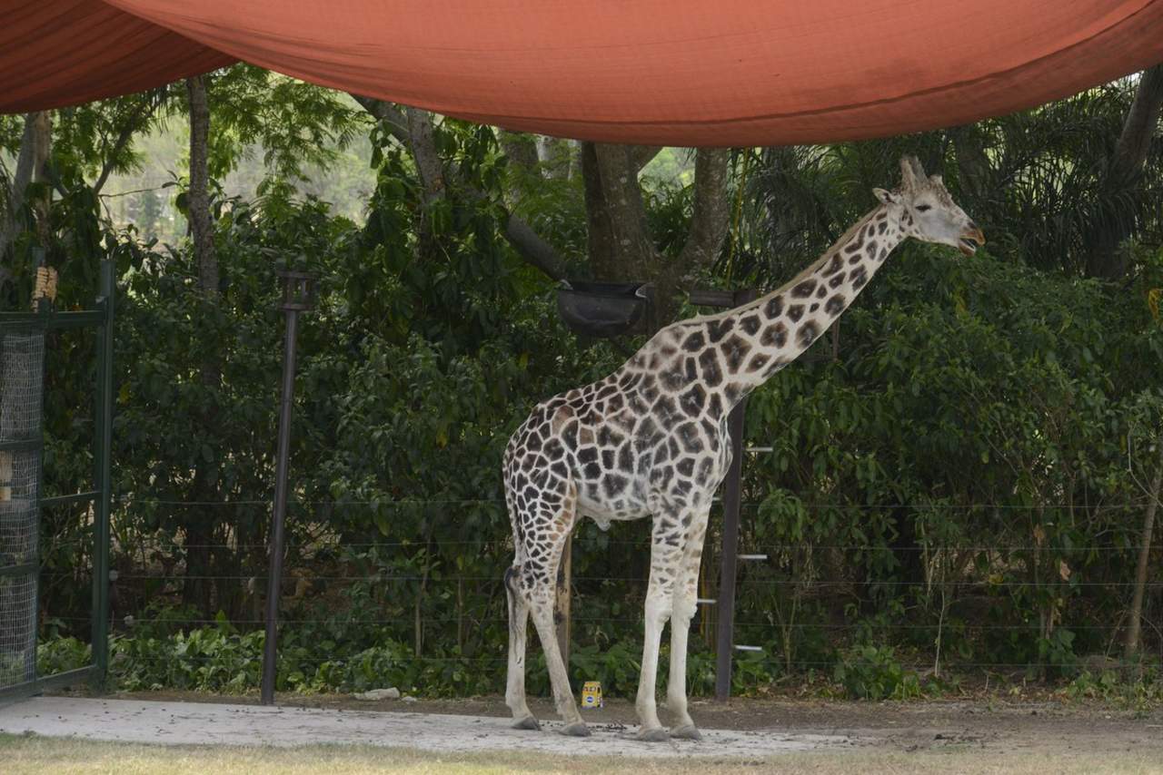 La jirafa llegó al Yumká a los 11 meses de edad el 9 de septiembre de 1993, debido a un intercambio con el parque ecológico Zacango del Estado de México. (ESPECIAL)