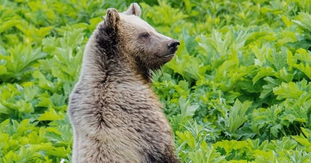 Yellowstone promedia alrededor de un ataque de oso contra un humano al año, pero han pasado tres años desde el último registrado dentro de los límites del parque, de acuerdo con las autoridades. (ARCHIVO)