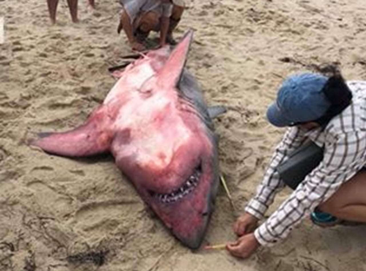 Muerte de tiburón con el cuerpo rojo se vuelve un misterio