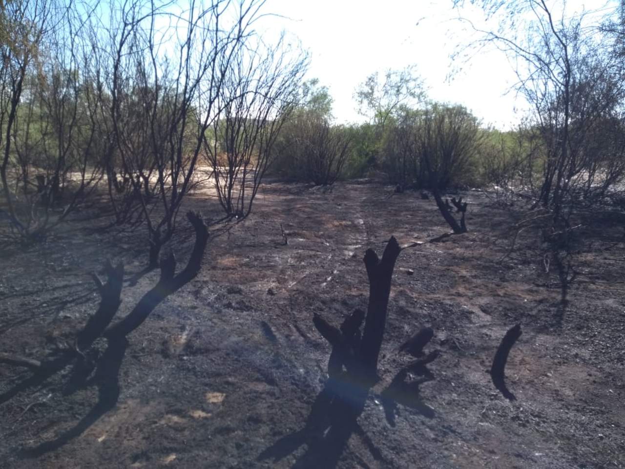 Lo anterior lo dio a conocer Paulo Santillán, inspector del departamento de Ecología en el municipio de Matamoros, pues dijo que se han registrado al menos 10 de incendios provocados, en terrenos donde hay ese tipo de plantas. (EL SIGLO DE TORREÓN)