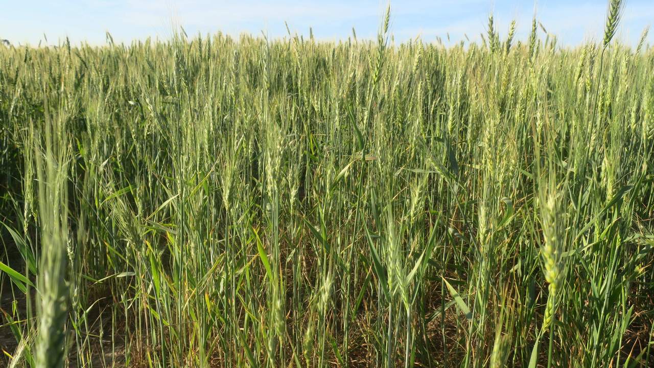 Está provocando que los cultivos básicos, como el arroz o el trigo, sean menos nutritivos. (ARCHIVO)