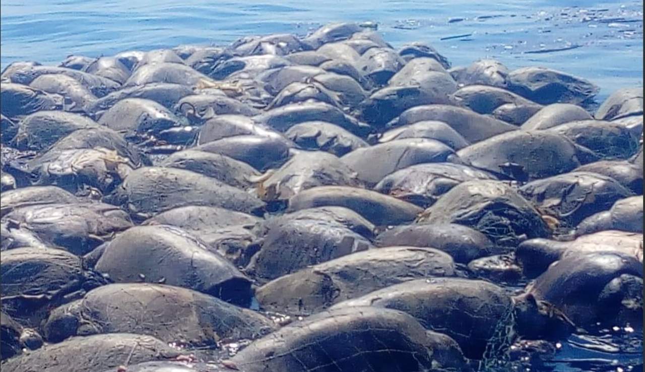 La mañana del martes fueron halladas muertas alrededor de 300 tortugas golfinas atrapadas en un trasmallo frente a La Barra de Santa María Colotepec, en la región de la Costa. Luego la cifra creció a 350 y ahora van 380. (ARCHIVO)