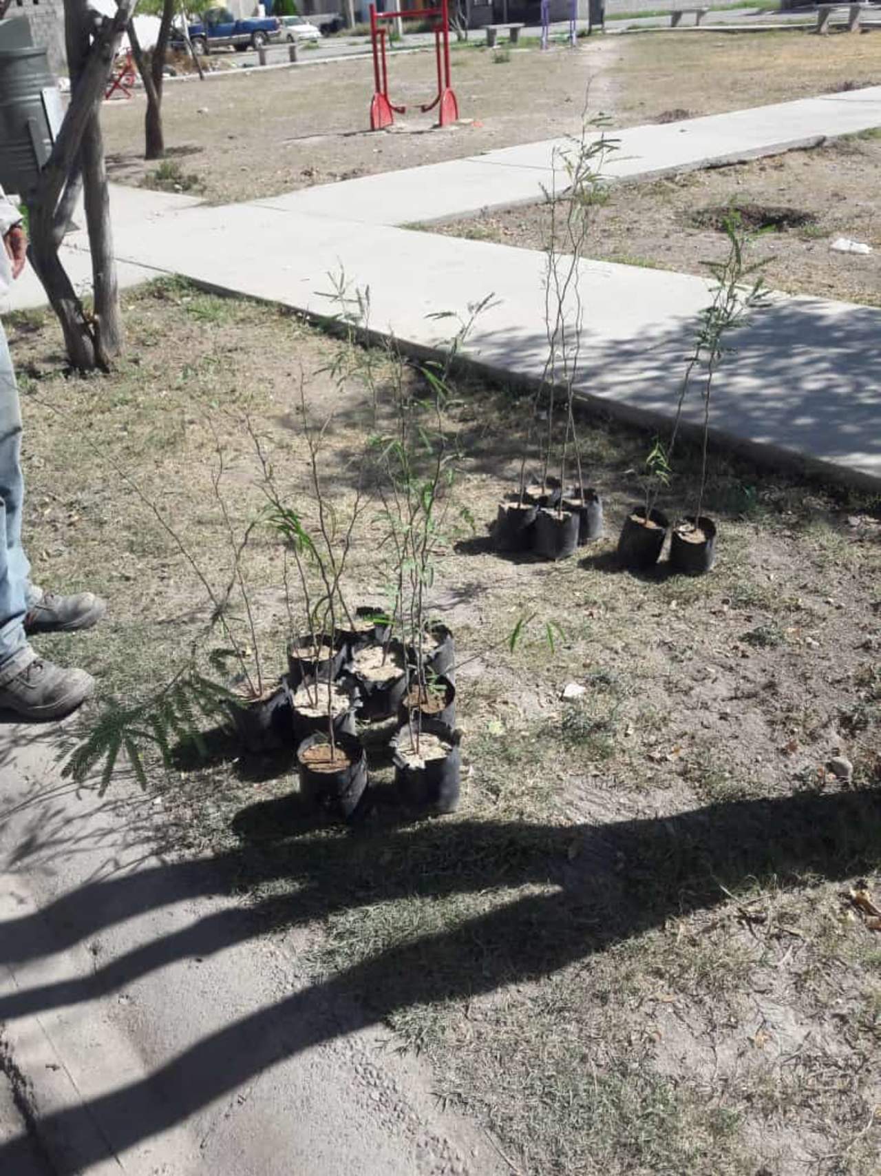 En una primer etapa fueron plantados 40 árboles pues empezaron con las actividades el pasado 27 de agosto de este año. (ARCHIVO)