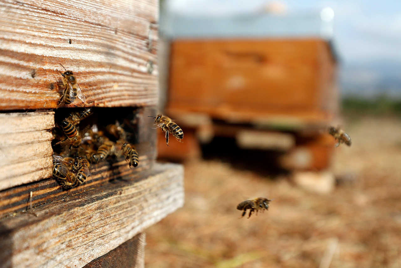 Riesgos. Uso de pesticidas sin control ni conocimiento afectan a las abejas y a todo el ambiente. (EL SIGLO DE TORREÓN)