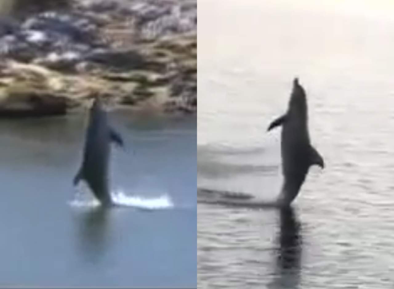 Un delfín que parece aprendió a ‘caminar’ sobre el agua