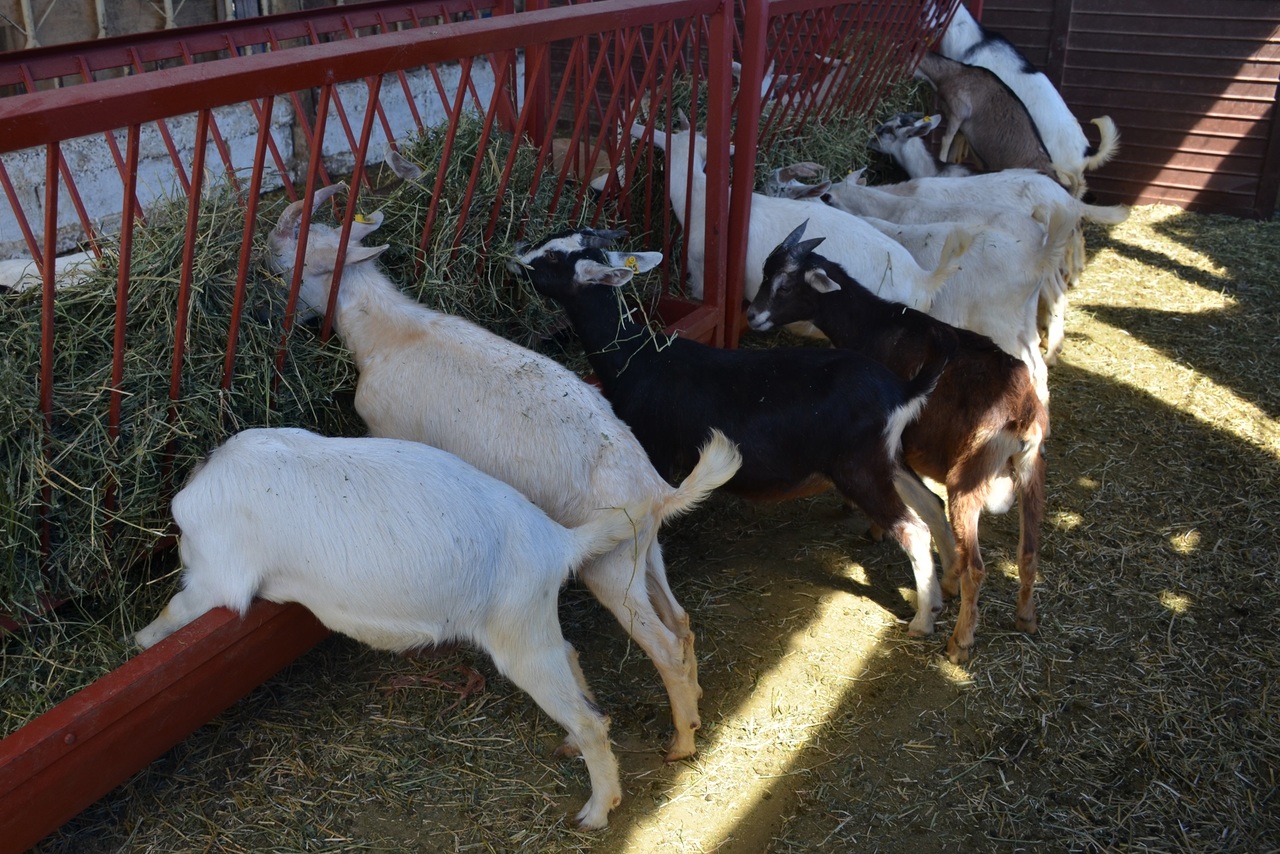 Potencial. En Durango la producción de leche de cabra durante los primeros siete meses del año fue de 14 mil 746 litros.