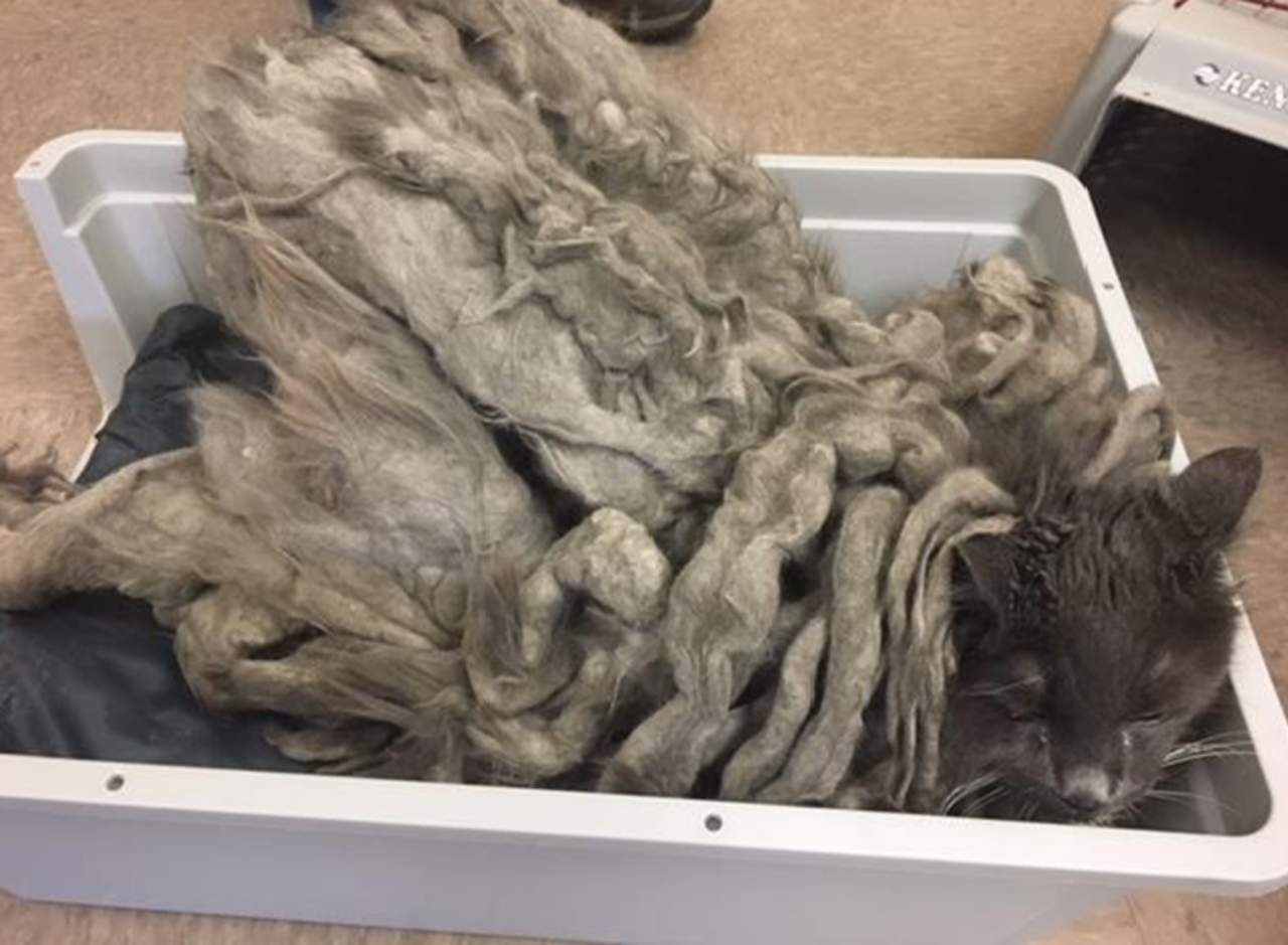 Al remover más de 2 kilos de pelaje, descubrieron que el gato además tenía sobrepeso. (INTERNET)