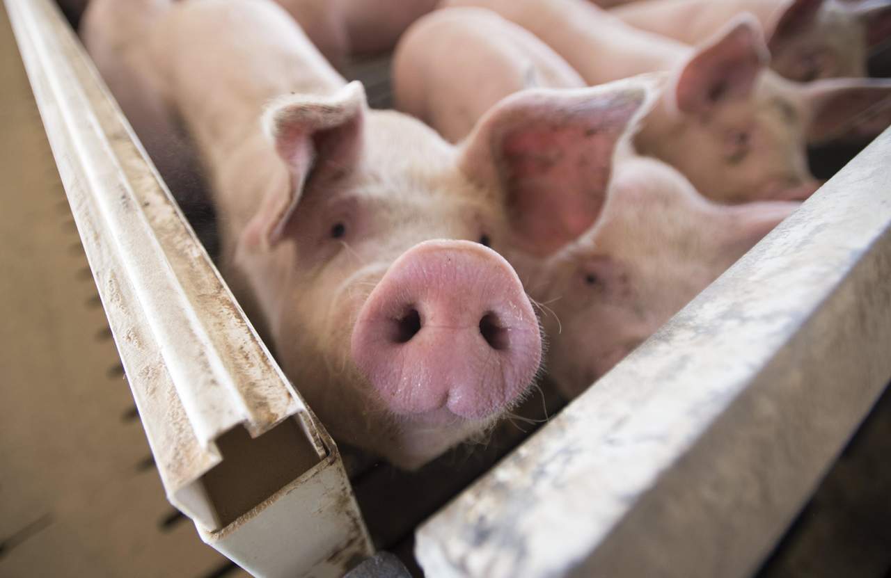 La PPA se trata de una enfermedad de origen viral, que solamente afecta a los cerdos domésticos y jabalís, y no se transmite a las personas. (ESPECIAL)