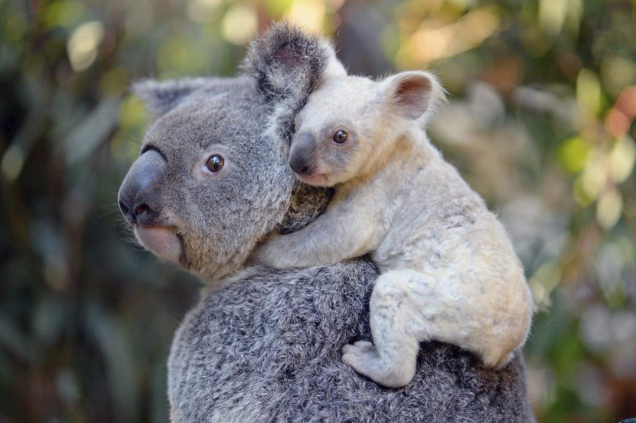 La población de koalas del estado de Nueva Gales del Sur, en el este de Australia, puede desaparecer si se mantiene el ritmo actual de tala de árboles. (ARCHIVO)