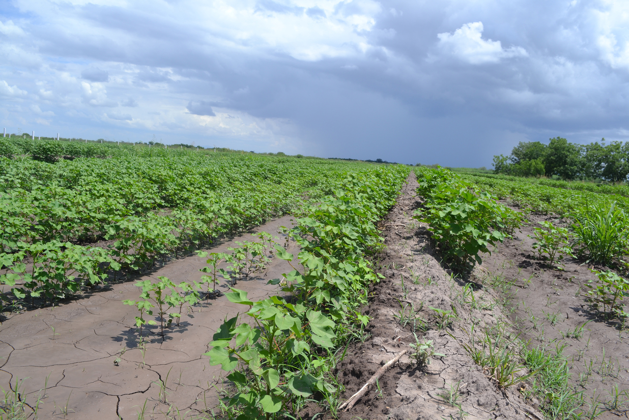 Beneficio. A pezsar de las dificultades, las lluvias resultan favorables para el campo.