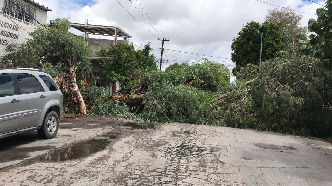 Saldo. Dos árboles caídos forman parte de las afectaciones que se tuvieron en algunos sectores de Gómez Palacio con la lluvia. (EL SIGLO DE TORREÓN)