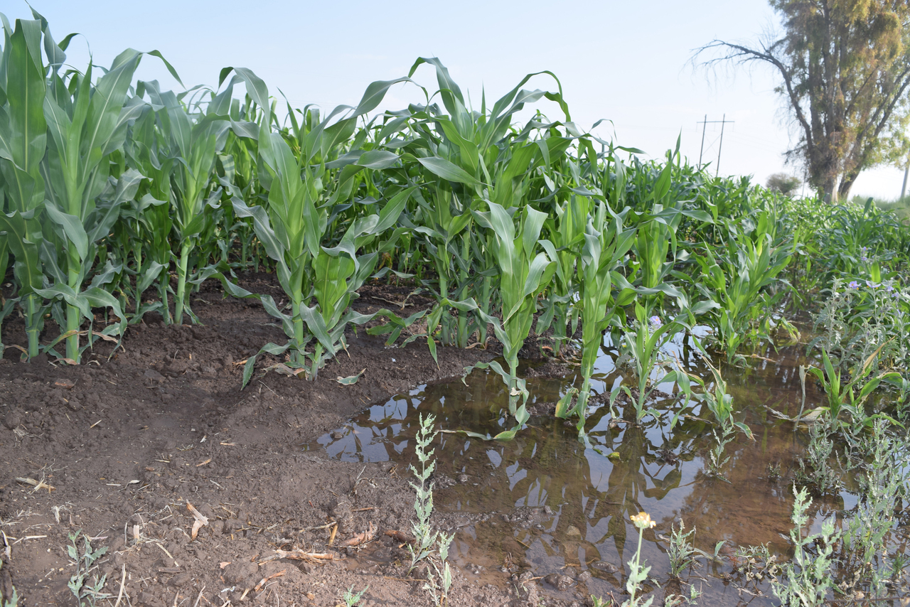 Sin daños. Las lluvias hasta el momento han provocado beneficios para el campo, por lo que no hay afectación en cultivos. (EL SIGLO DE TORREÓN)