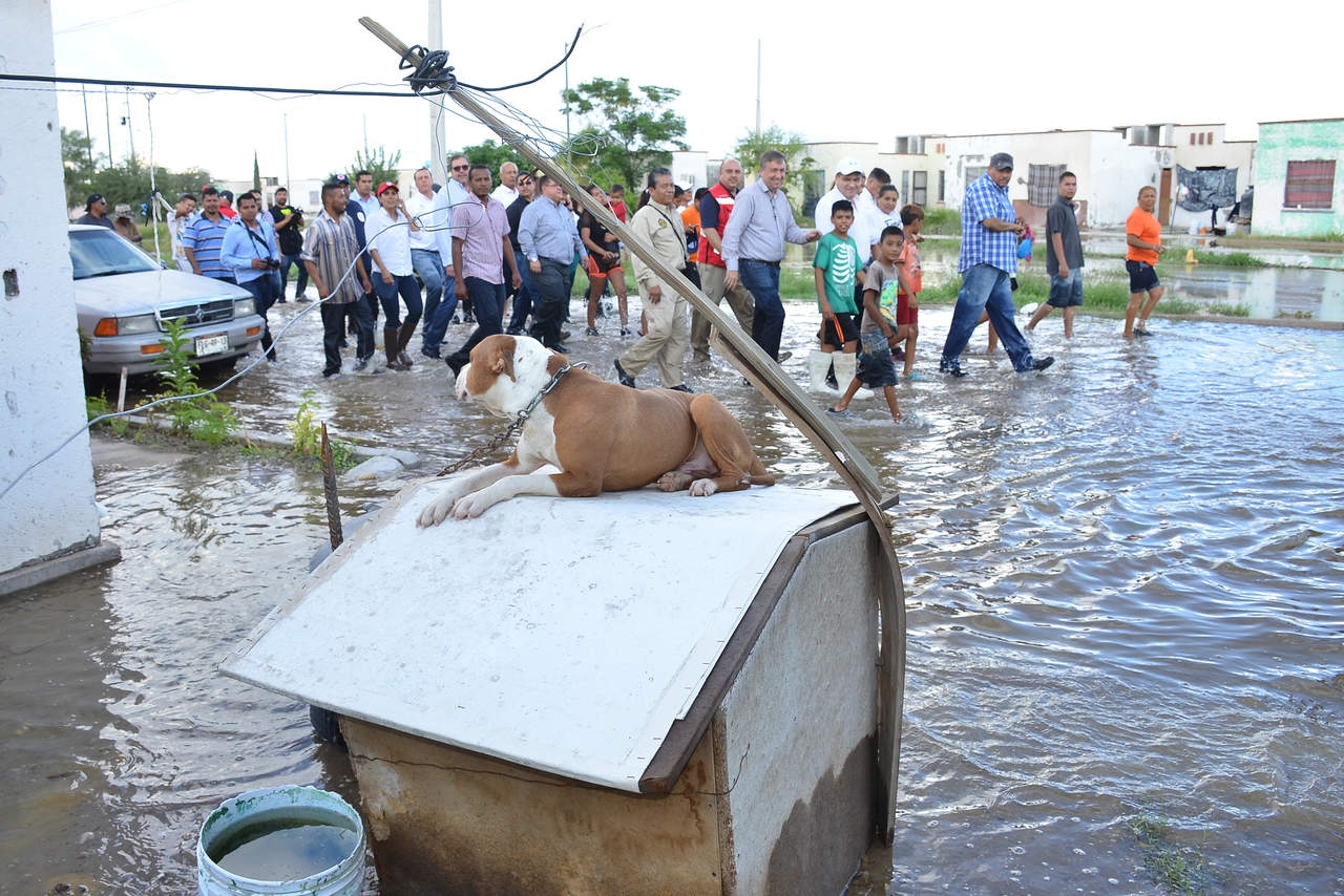 Un perro se resguarda de la inundación mientras autoridades recorren la colonia Santa Sofía. (FERNÁNDO COMPEÁN) 