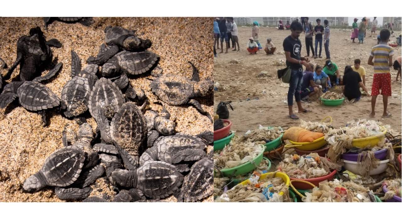 Regresan tortugas marinas tras limpia masiva en playa India