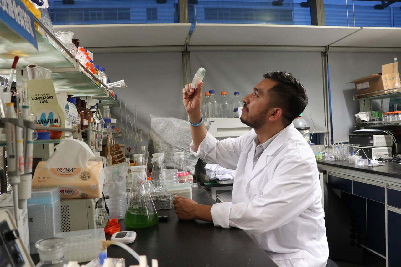 El ingeniero mexicano Víctor Manuel Deantes Espinosa trabaja en una investigación para manipular el crecimiento de microalgas para purificar el agua. (NOTIMEX)