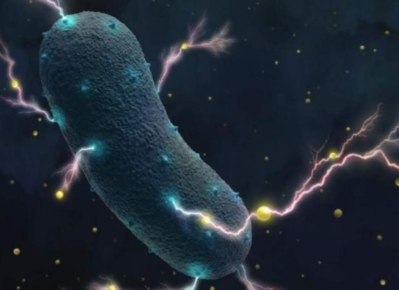Bacterias en el intestino producen electricidad, revela estudio