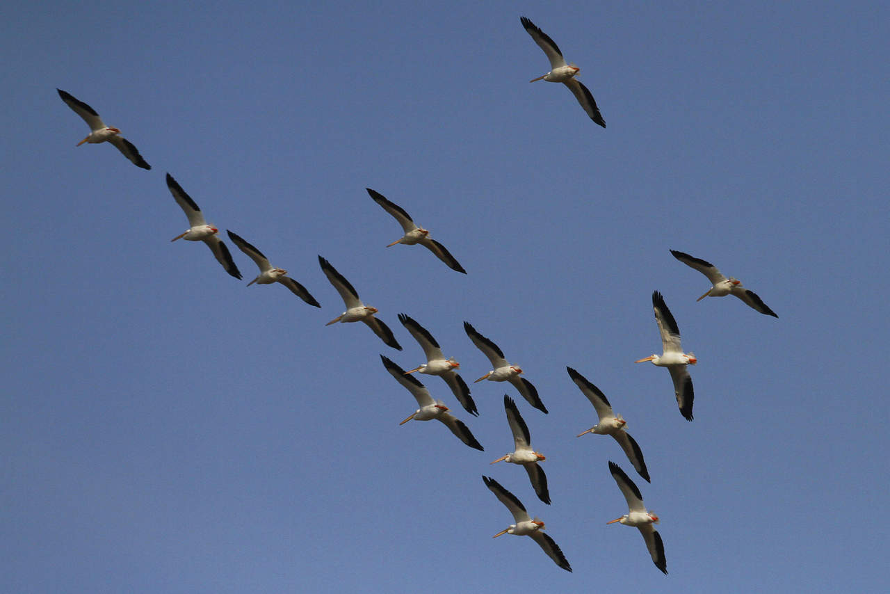 El mes de septiembre es el pico de la migración otoñal de las aves. (ARCHIVO)