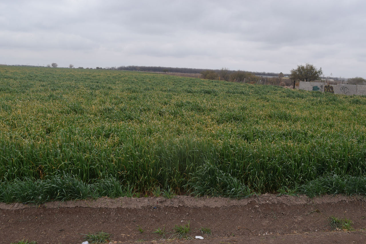 Avena. Con el subsidio de semilla de avena se busca beneficiar a los productores de Lerdo, además de aprovechar la humedad. (EL SIGLO DE TORREÓN)
