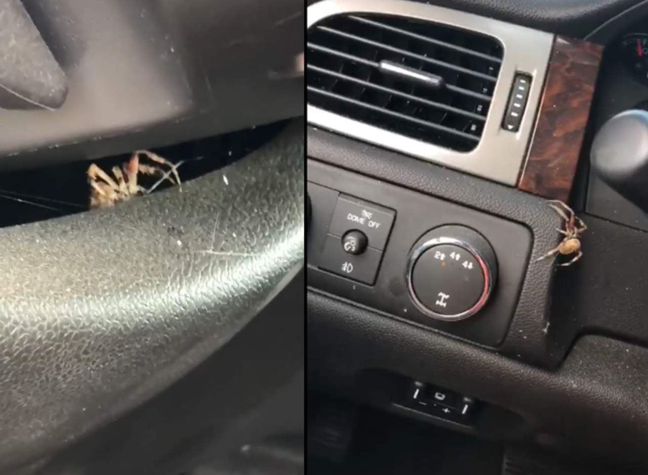 La araña la asustó al tomarla por sorpresa. (INTERNET)