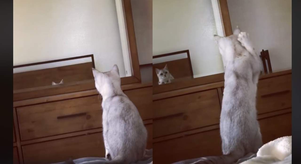 El felino se observa por unos segundos tras hacer el descubrimiento (INTERNET)  