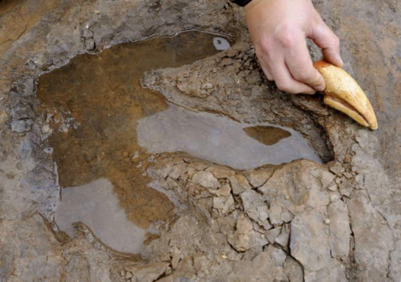 Investigadores encontraron un nuevo afloramiento fosilífero en las cercanías de la zona de Las Águilas, municipio de General Cepeda, Coahuila. (ARCHIVO)