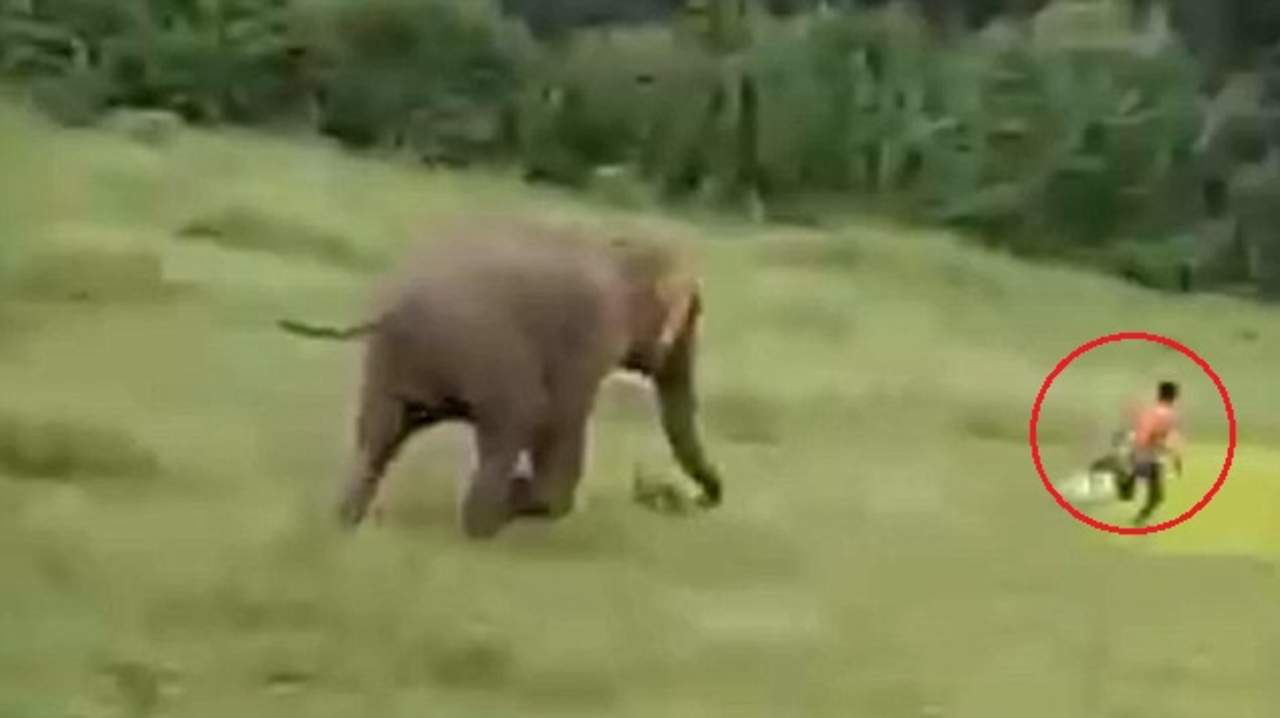 VIDEO: Elefante pisotea a un niño hasta la muerte