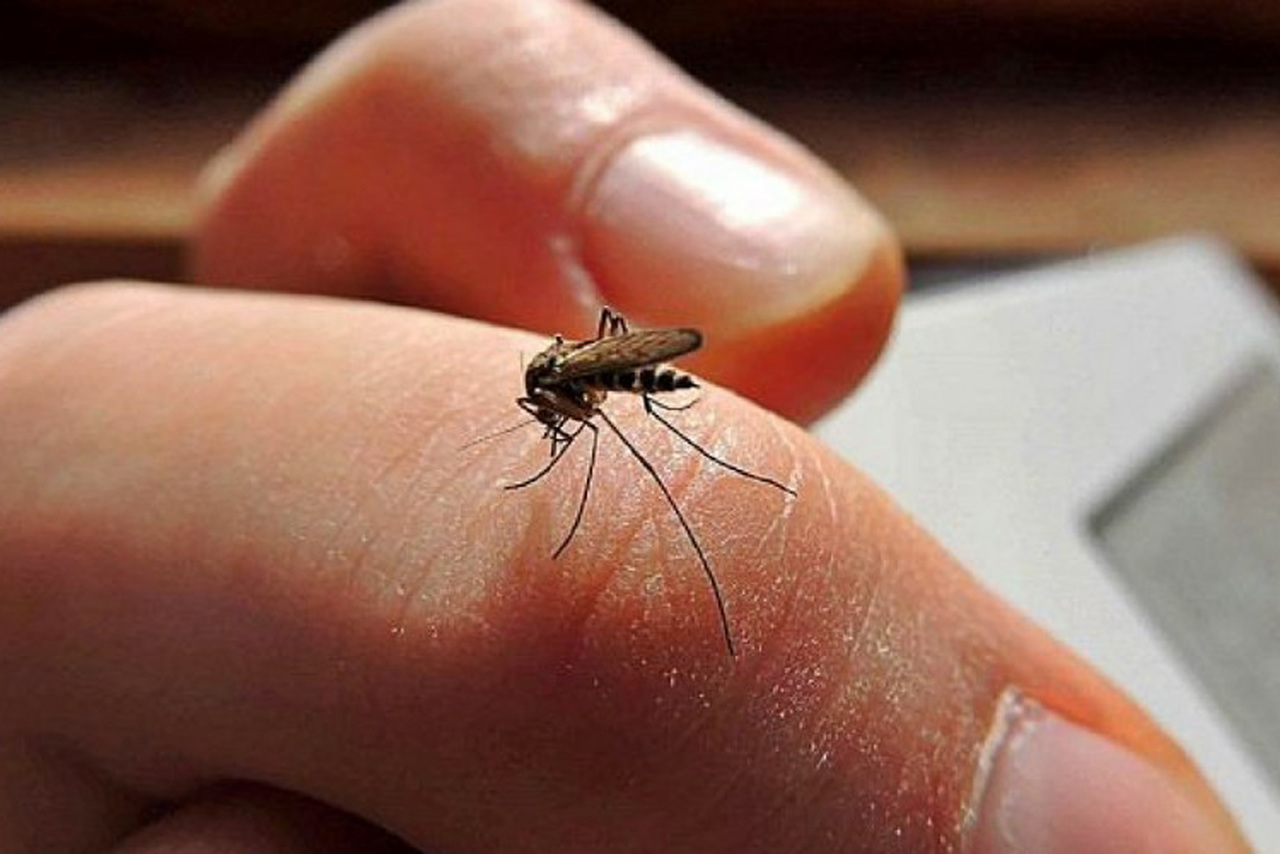 Riesgo. Enfermedades como el dengue, zika y chikungunya se transmiten a través de la picadura del mosquito Aedes Aegypti. (AGENCIAS)