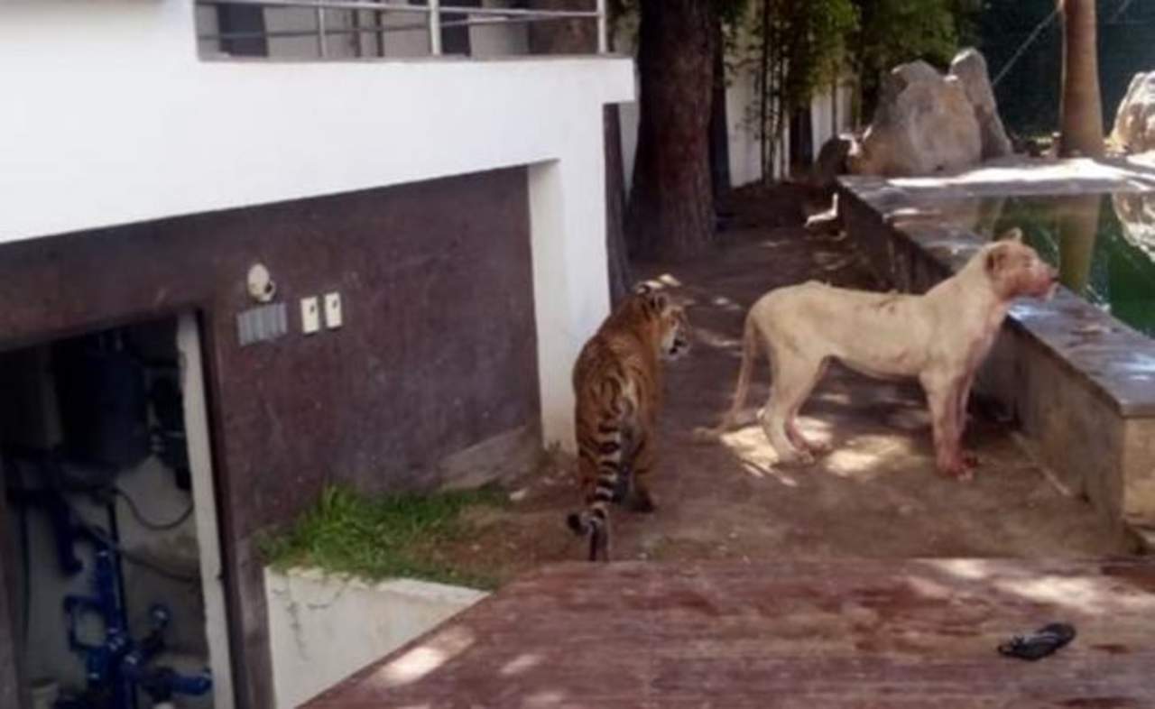 La Fiscalía dio a conocer que en el inmueble fueron encontrados un león y un tigre, además de la leona blanca. (ESPECIAL)