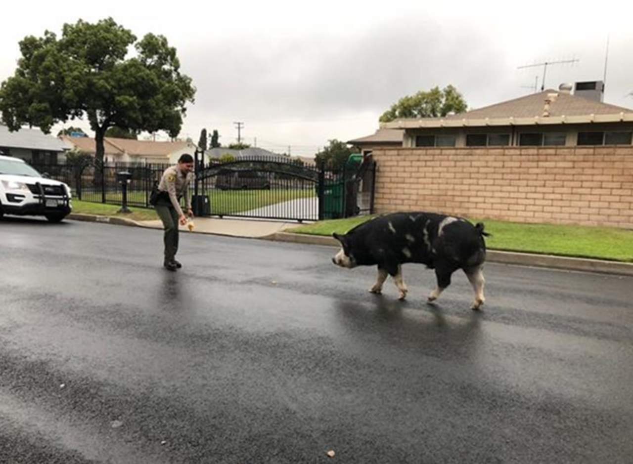 Divertida forma de atrapar a un cerdo deambulando por las calles. (INTERNET)