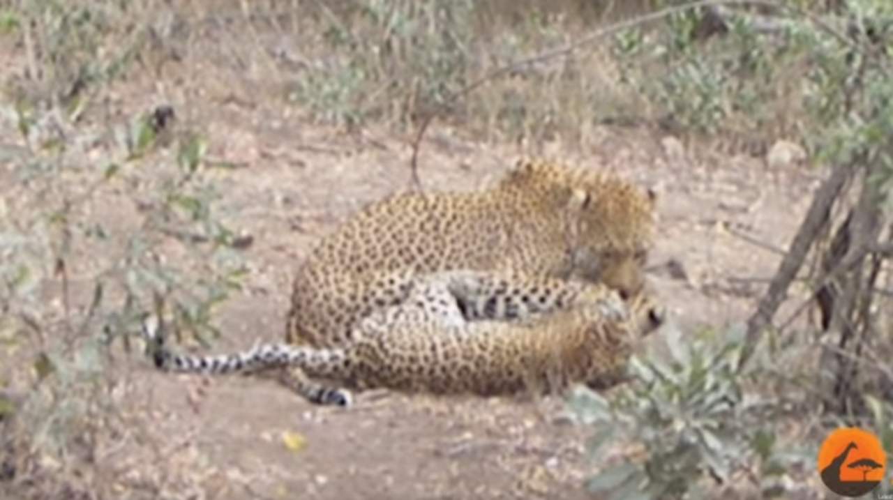 VIRAL: La feroz batalla a muerte entre dos leopardos