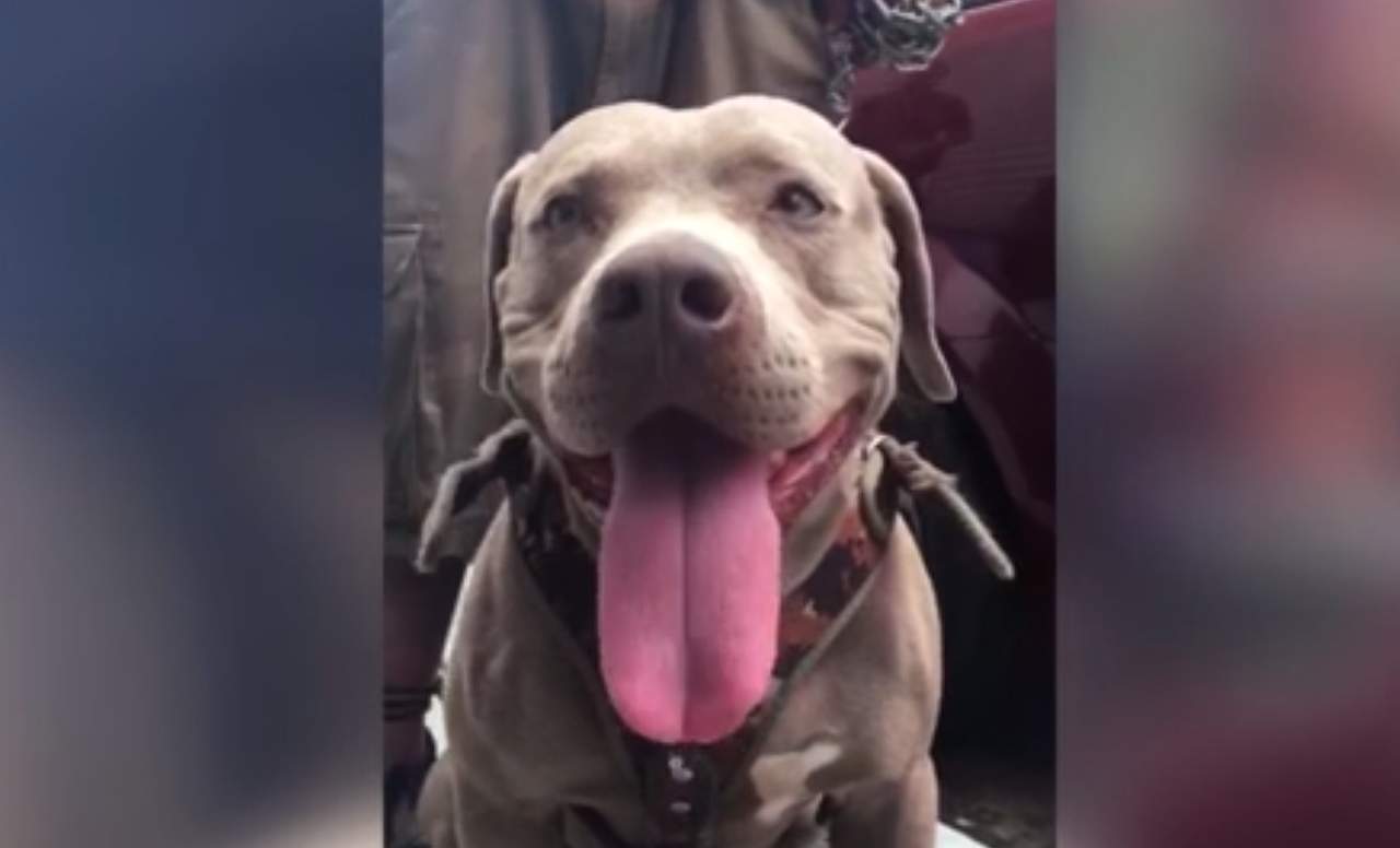 El perro de ojos amarillos y pelaje café, ha recorrido más de 800 kilómetros desde su salida de Honduras. (ESPECIAL)