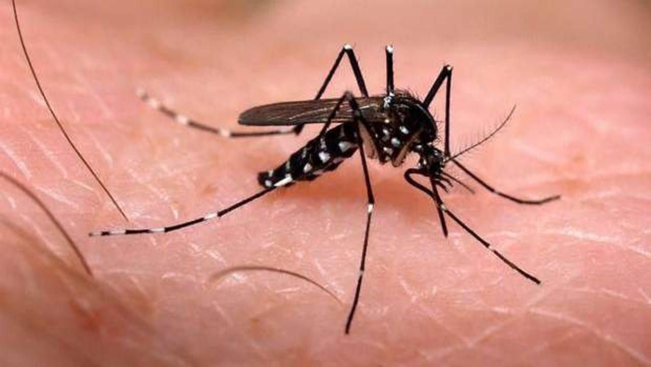 Atención. Al igual que el zika y chikungunya, el dengue se transmite a través del Aedes Aegypti.