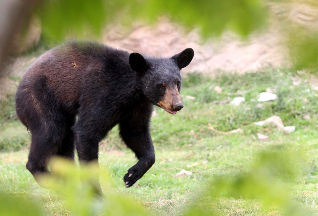 La Secretaría de Medio Ambiente de Coahuila alertó a la población ante el avistamientos de osos, tanto cachorros como adultos, sobre todo en las regiones Sureste y Centro-Desierto.
(ESPECIAL)