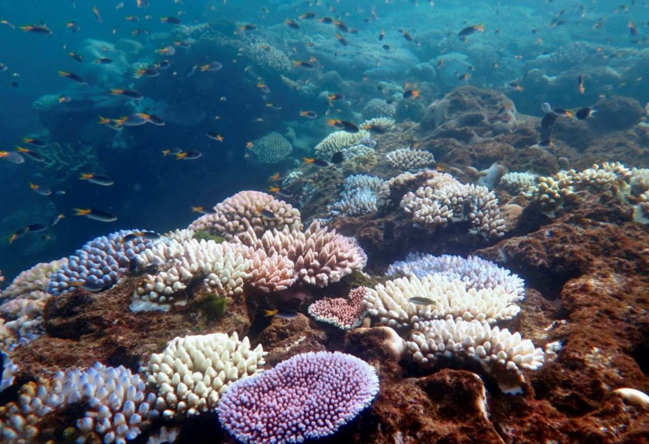 Los corales 'robustos' producen uno de los nueve aminoácidos 'esenciales', que no son producidos por los organismos. (EFE)